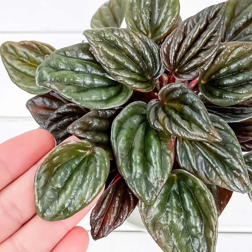 PLANCHU 観葉植物 ペペロミア ブラジリア 3.5号鉢 受け皿付き 育て方説明書付き Peperomia ‘Brazilia’