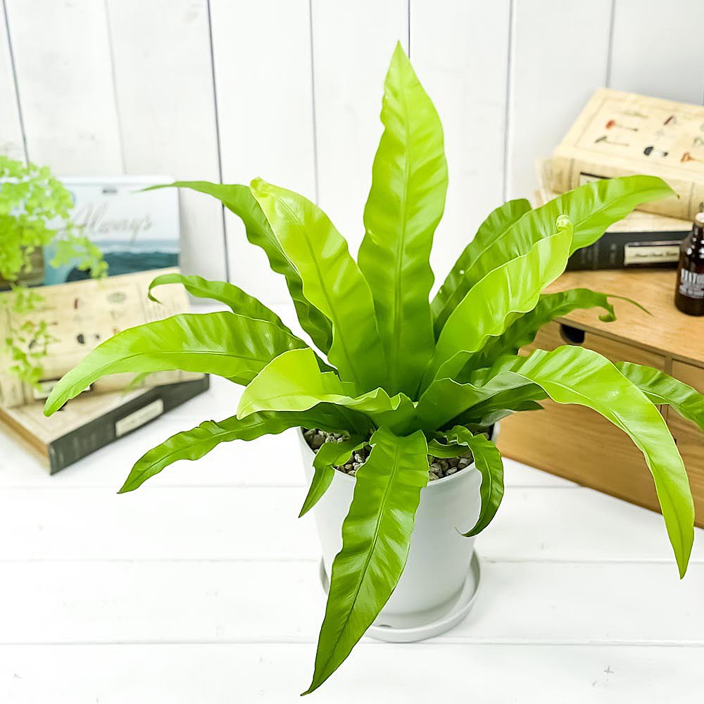PLANCHU 観葉植物 アスプレニウム アンティクム 5号鉢 受け皿付き 育て方説明書付き Asplenium antiquum アンティカム オオタニワタリ シダ植物