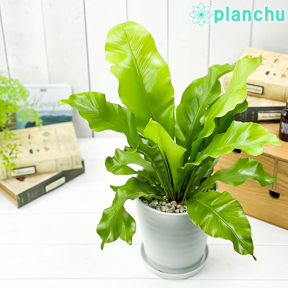 PLANCHU 観葉植物 アスプレニウム アビス 5号鉢 受け皿付き 育て方説明書付き Asplenium nidus ‘Avis’ ニダス ニドゥス シマオオタニワタリ シダ植物