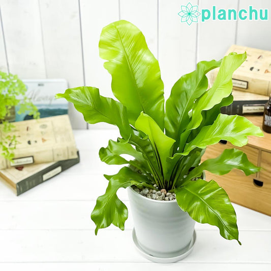 PLANCHU 観葉植物 アスプレニウム アビス 5号鉢 受け皿付き 育て方説明書付き Asplenium nidus ‘Avis’ ニダス ニドゥス シマオオタニワタリ シダ植物