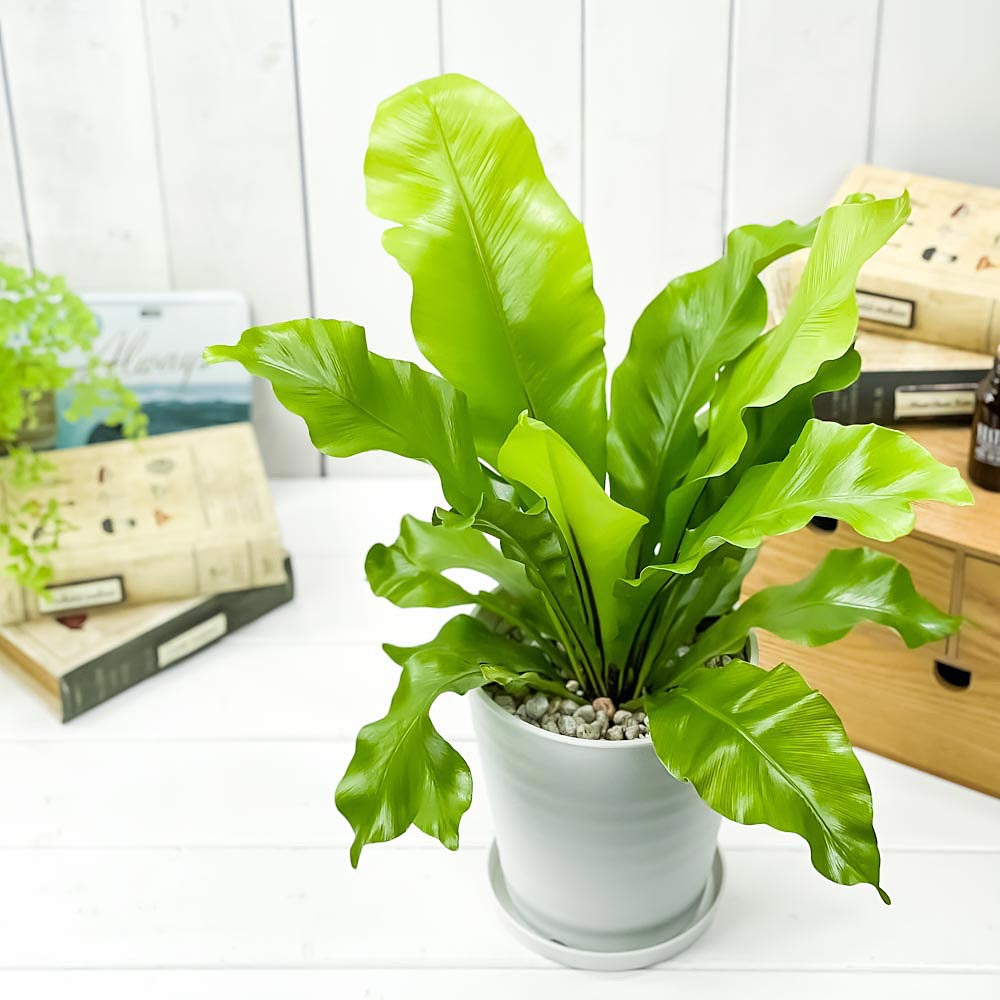 PLANCHU 観葉植物 アスプレニウム アビス 5号鉢 受け皿付き 育て方説明書付き Asplenium nidus ‘Avis’ ニダス ニドゥス シマオオタニワタリ シダ植物