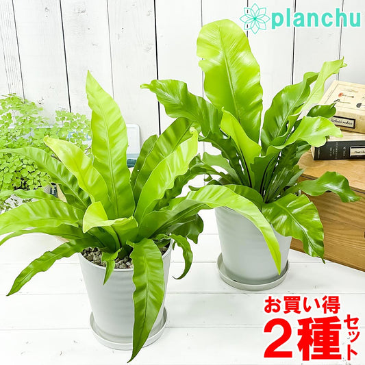 PLANCHU 観葉植物 アスプレニウム アンティクム ＆ アビス 2種セット 5号鉢 受け皿付き 育て方説明書付き Asplenium シダ