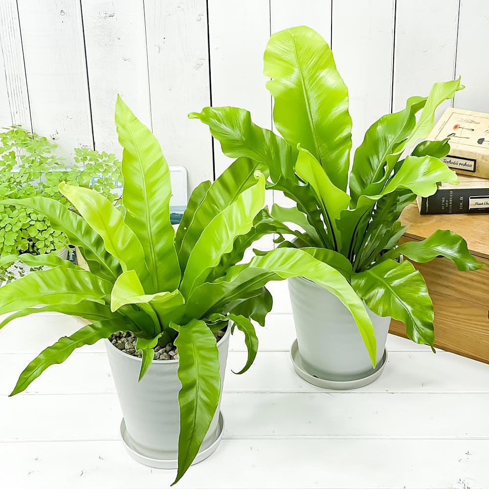PLANCHU 観葉植物 アスプレニウム アンティクム ＆ アビス 2種セット 5号鉢 受け皿付き 育て方説明書付き Asplenium シダ