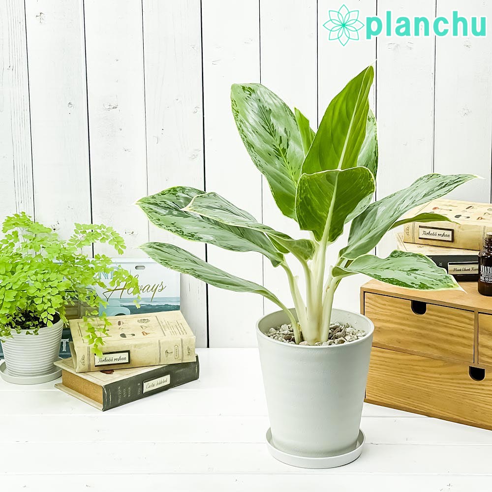 PLANCHU 観葉植物 アグラオネマ ホワイトライン 5号鉢 受け皿付き 育て方説明書付き Aglaonema cv. 幸せを招くタイの宝石 アロイド