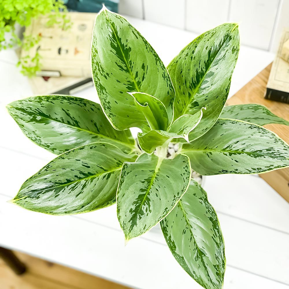 PLANCHU 観葉植物 アグラオネマ ホワイトライン 5号鉢 受け皿付き 育て方説明書付き Aglaonema cv. 幸せを招くタイの宝石 アロイド