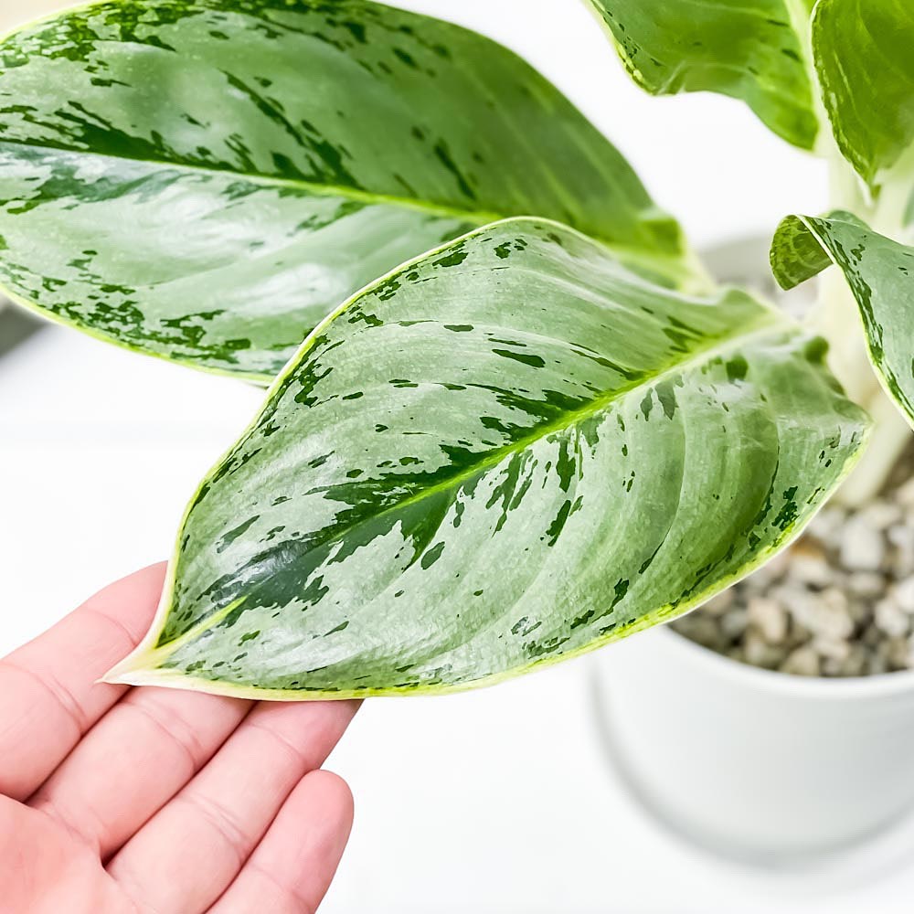 PLANCHU 観葉植物 アグラオネマ ホワイトライン 5号鉢 受け皿付き 育て方説明書付き Aglaonema cv. 幸せを招くタイの宝石 アロイド