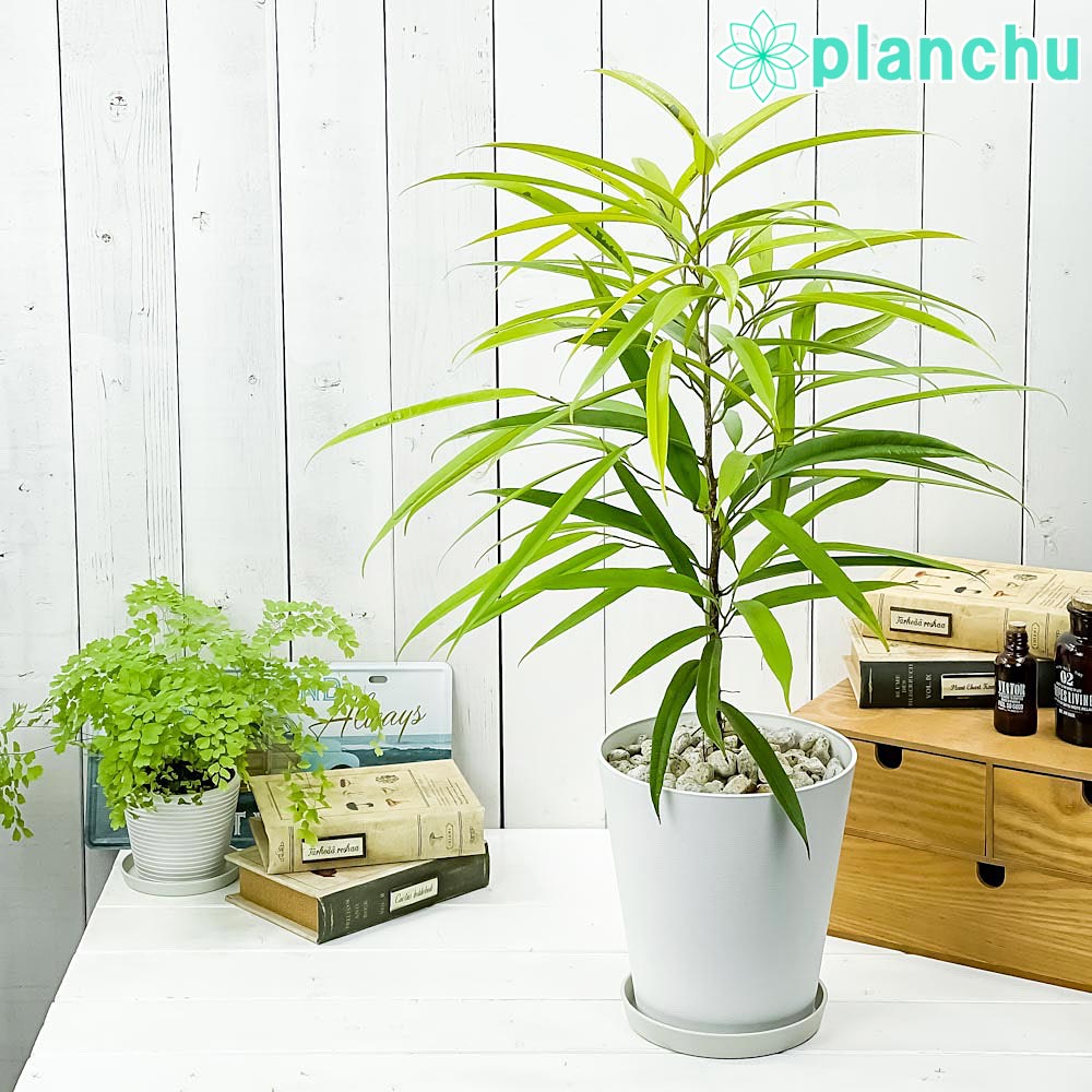 PLANCHU 観葉植物 フィカス アムステルゴールド 6号鉢 受け皿付き 育て方説明書付き Ficus binnendijkii ‘Amstel Gold’ ショウナンゴムノキ アムステルダムゴールド