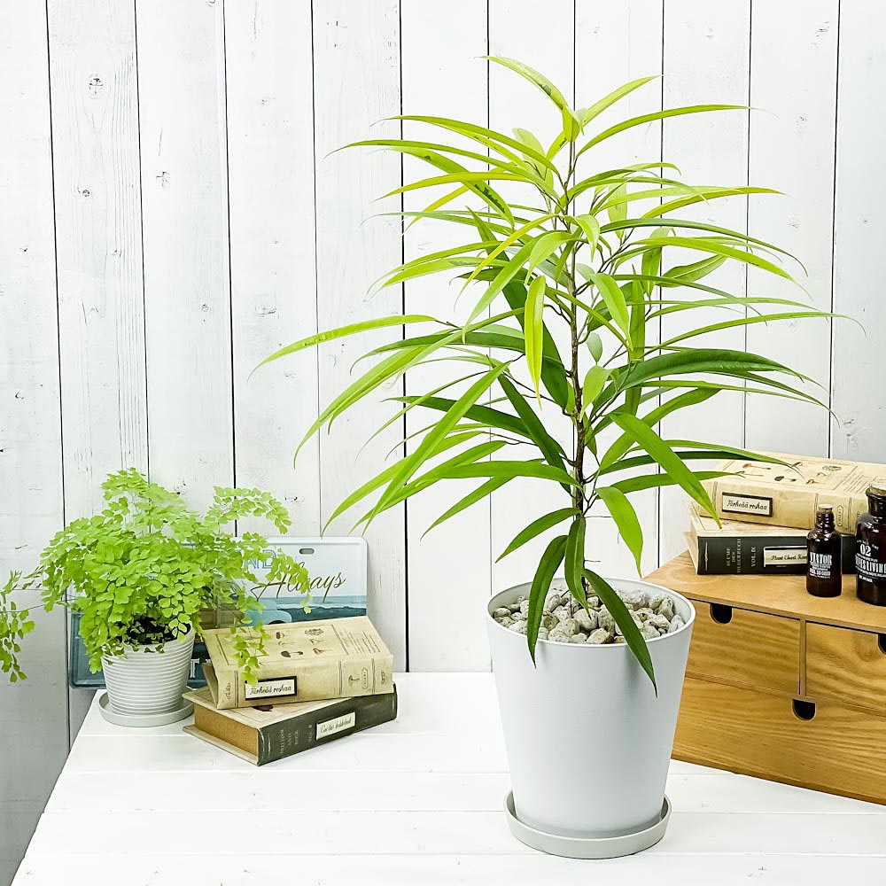 PLANCHU 観葉植物 フィカス アムステルゴールド 6号鉢 受け皿付き 育て