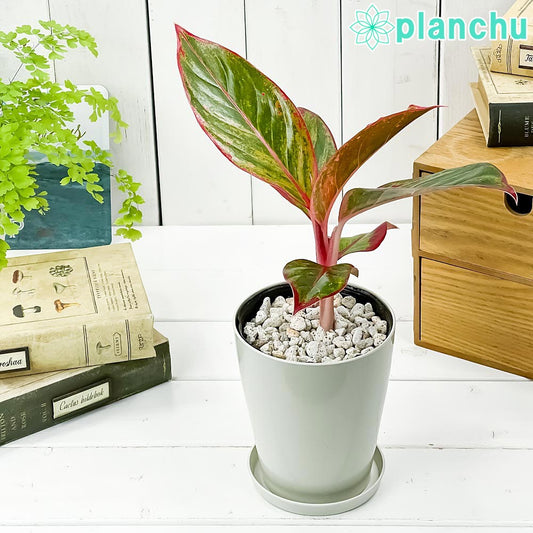 PLANCHU 観葉植物 アグラオネマ レッドゴールド 4号鉢 受け皿付き 育て方説明書付き Aglaonema cv. 幸せを招くタイの宝石 アロイド