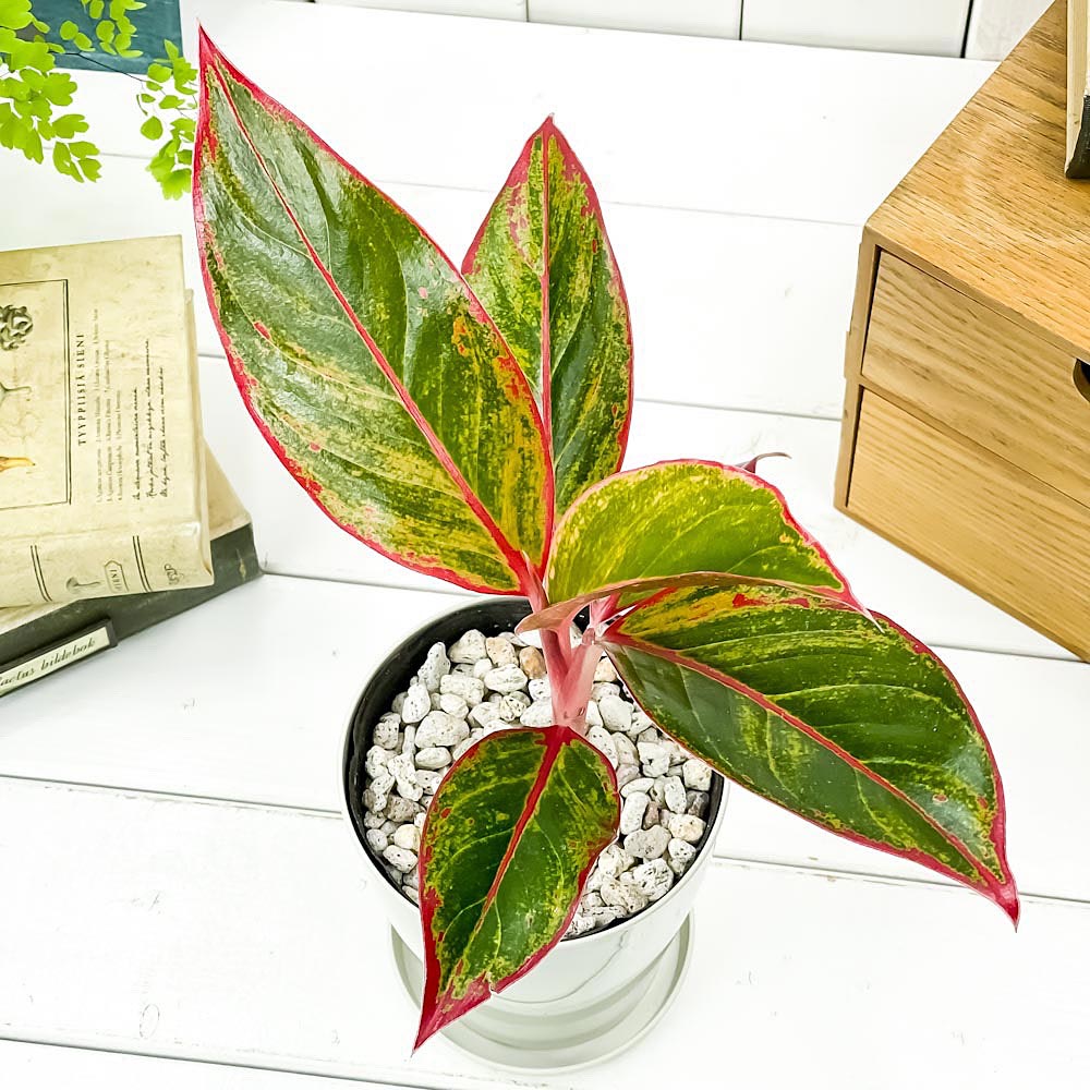 PLANCHU 観葉植物 アグラオネマ レッドゴールド 4号鉢 受け皿付き 育て方説明書付き Aglaonema cv. 幸せを招くタイの宝石 アロイド