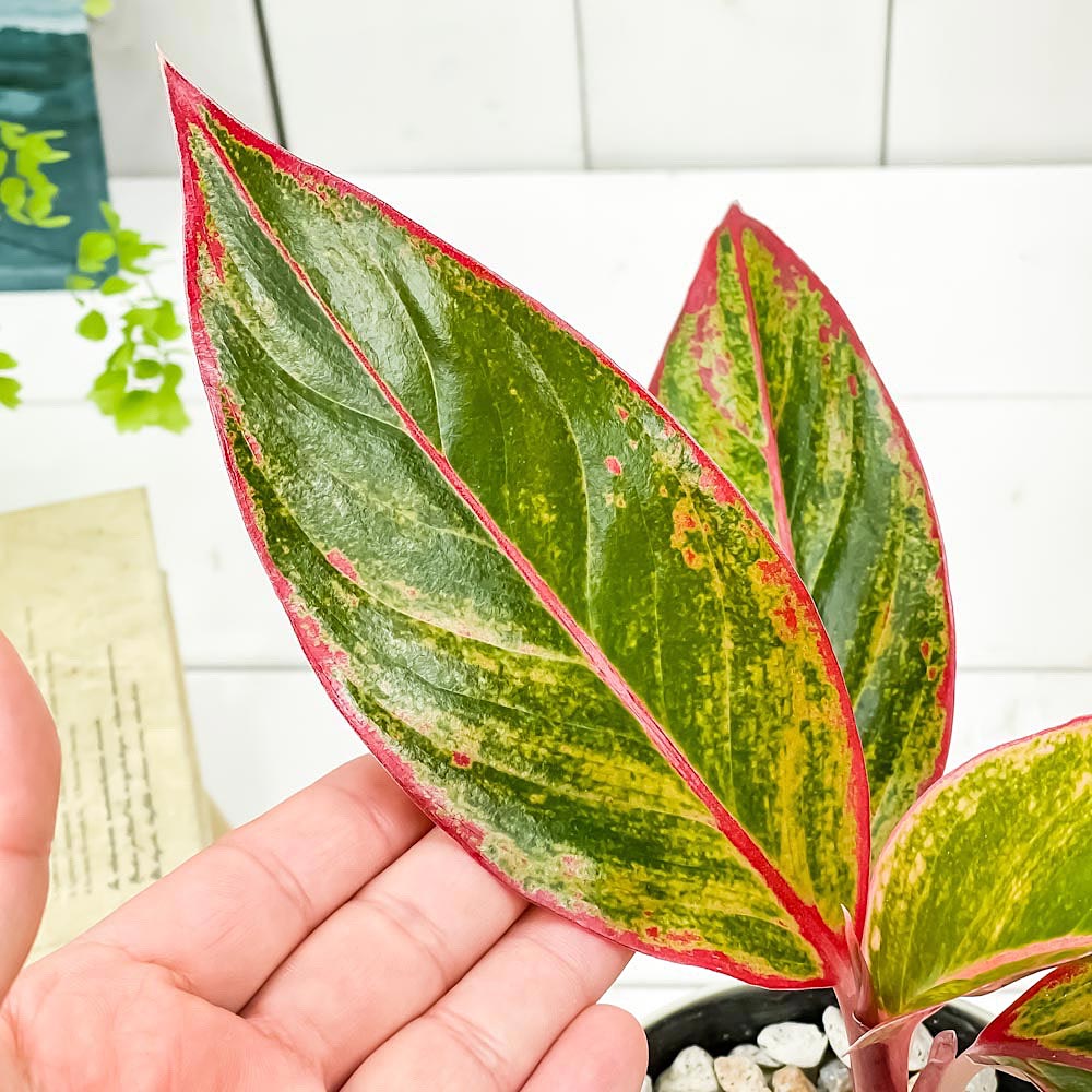 PLANCHU 観葉植物 アグラオネマ レッドゴールド 4号鉢 受け皿付き 育て方説明書付き Aglaonema cv. 幸せを招くタイの宝石 アロイド