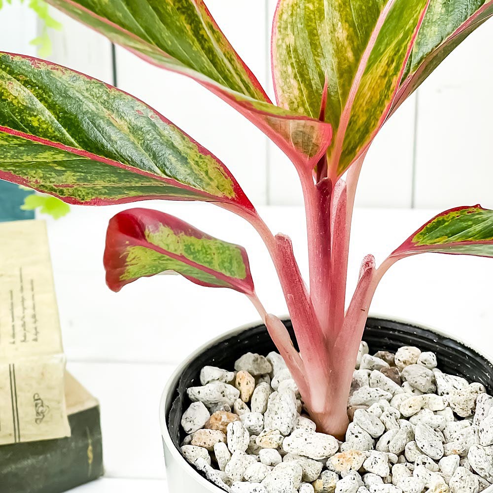 PLANCHU 観葉植物 アグラオネマ レッドゴールド 4号鉢 受け皿付き 育て方説明書付き Aglaonema cv. 幸せを招くタイの宝石 アロイド