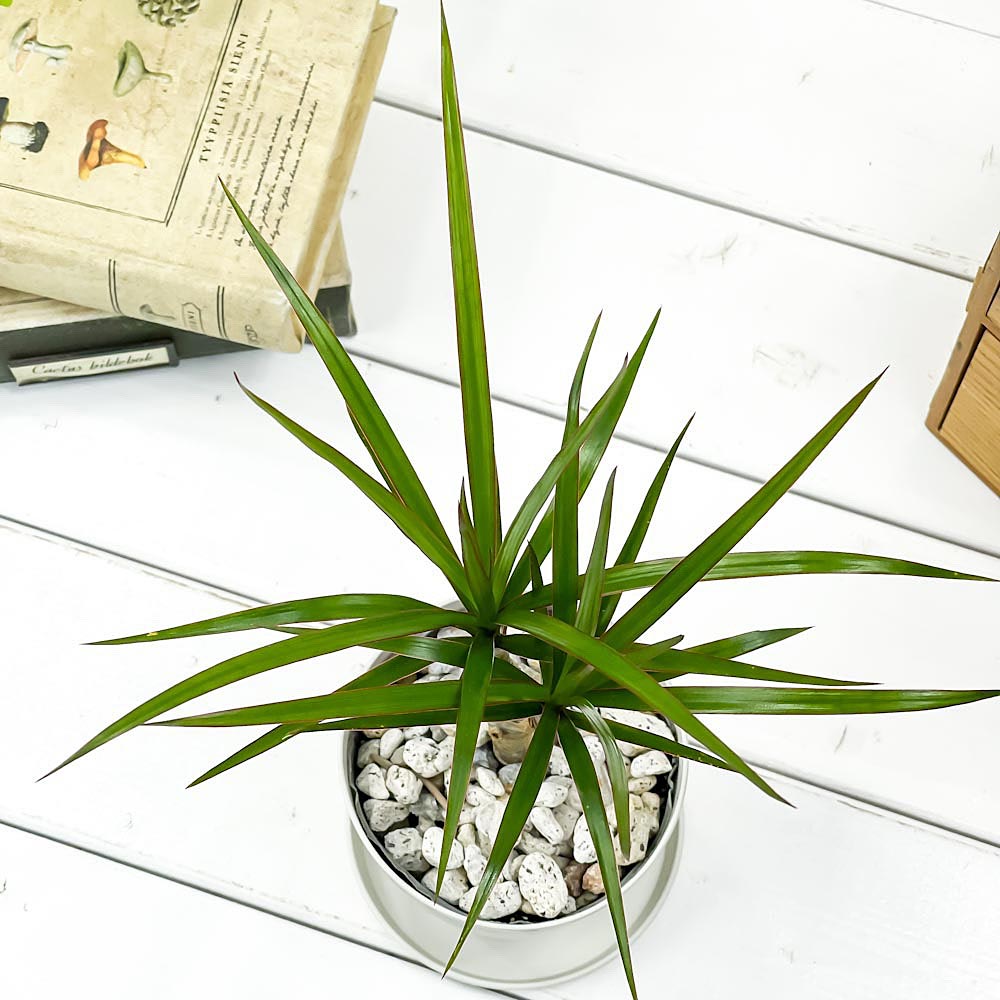 PLANCHU 観葉植物 ドラセナ マルギナータ 3.5号鉢 受け皿付き 育て方説明書付き Dracaena marginata 真実の木 マジナータ コンシンネ コンシナ