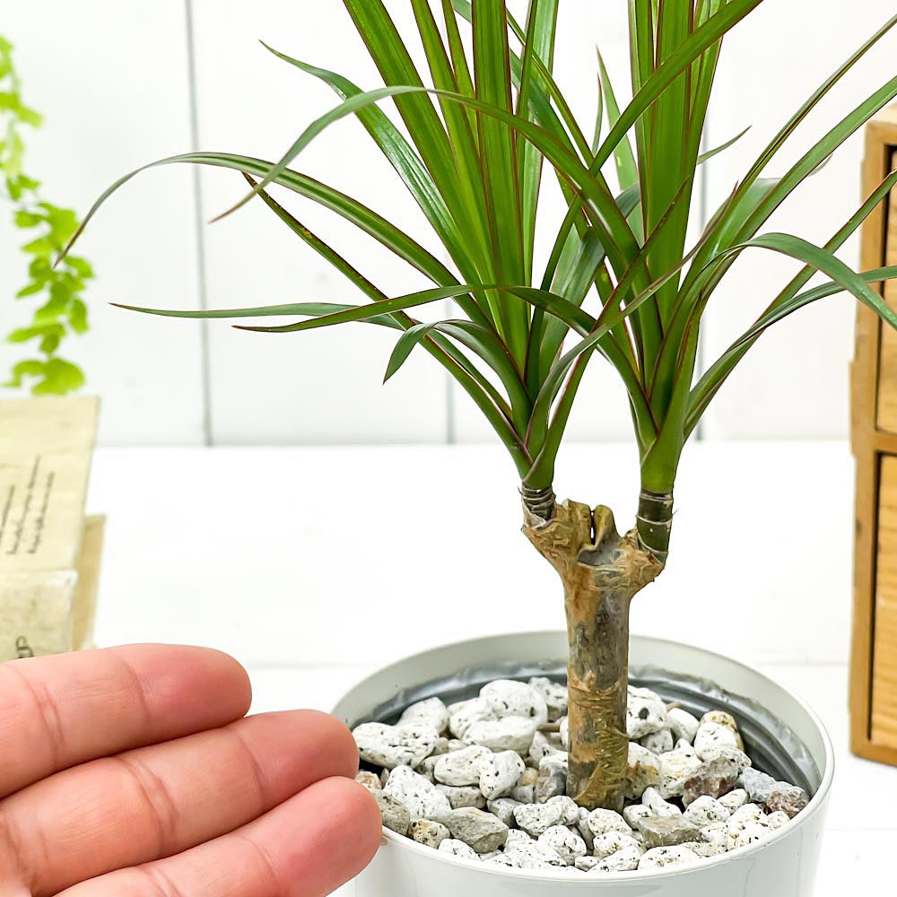 PLANCHU 観葉植物 ドラセナ マルギナータ 3.5号鉢 受け皿付き 育て方説明書付き Dracaena marginata 真実の木 マジナータ コンシンネ コンシナ