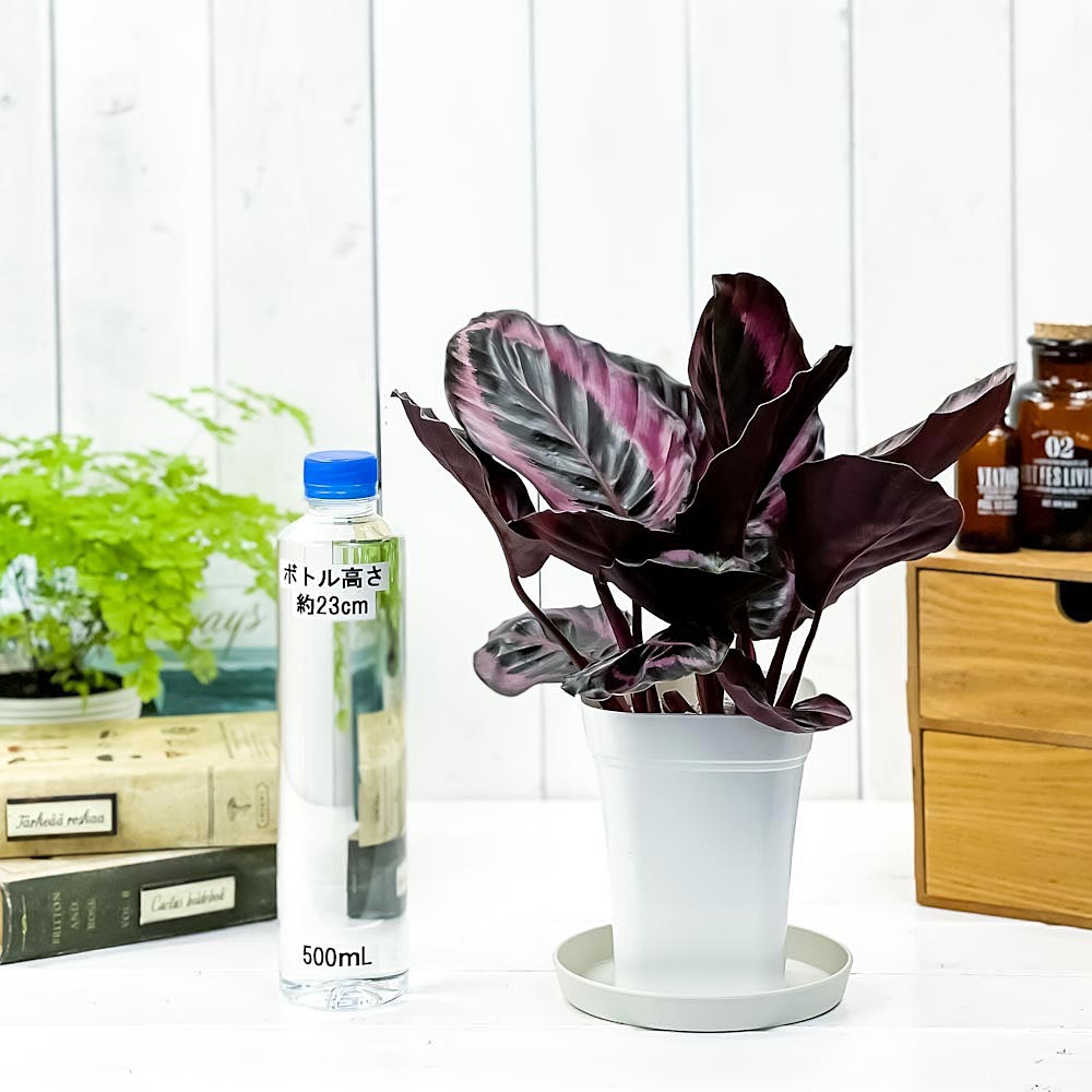 PLANCHU 観葉植物 カラテア レッドモジョ 4号鉢 受け皿付き 育て方説明書付き Calathea ‘Red Mojo’ ピンクスター