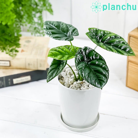 PLANCHU 観葉植物 アロカシア シヌアータ 4号鉢 受け皿付き 育て方説明書付き Alocasia sinuata アロイド ブルラータ