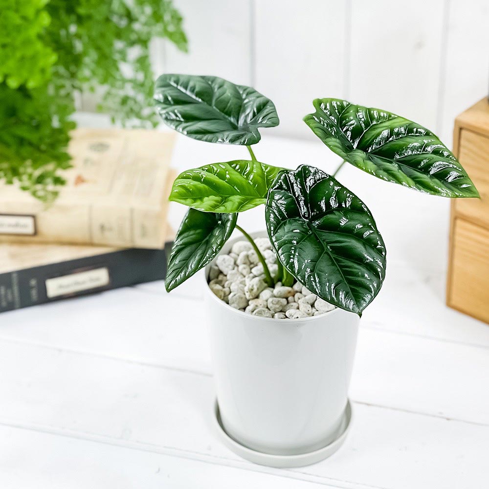 PLANCHU 観葉植物 アロカシア シヌアータ 4号鉢 受け皿付き 育て方説明
