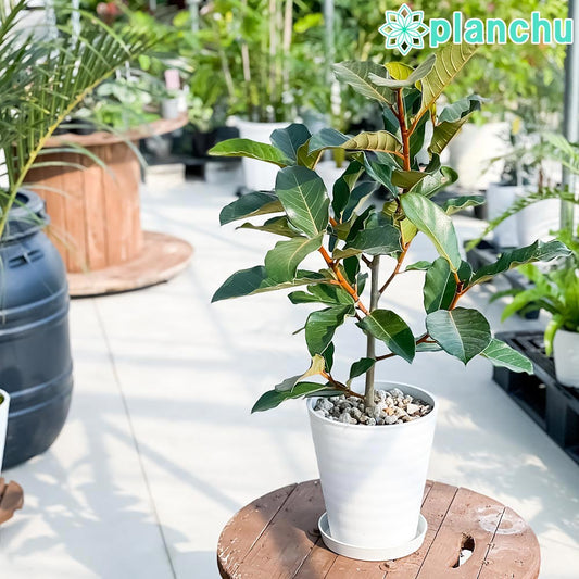 PLANCHU 観葉植物 フィカス ベルベット 8号鉢 受け皿付き 育て方説明書付き Ficus ‘Velvet’