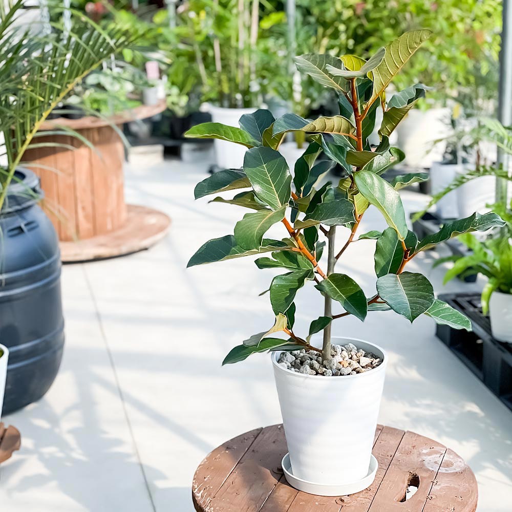 PLANCHU 観葉植物 フィカス ベルベット 8号鉢 受け皿付き 育て方説明書付き Ficus ‘Velvet’