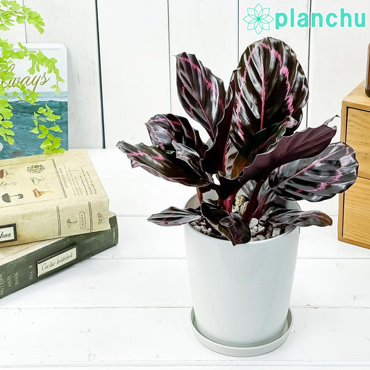 PLANCHU 観葉植物 カラテア ドッティ 4号鉢 受け皿付き 育て方説明書付き Calathea roseopicta ‘Dottie’