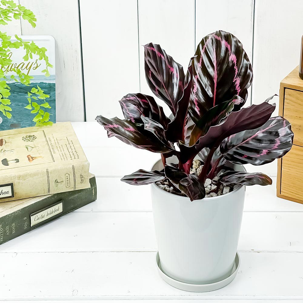 PLANCHU 観葉植物 カラテア ドッティ 4号鉢 受け皿付き 育て方説明書付き Calathea roseopicta ‘Dottie’