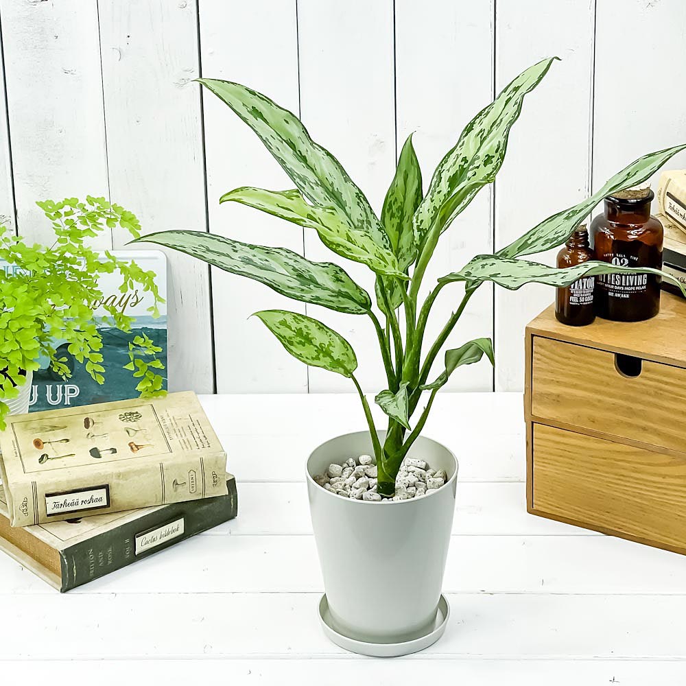 PLANCHU 観葉植物 アグラオネマ グリーンコンパクタ 4号鉢 受け皿付き 育て方説明書付き Aglaonema commutatum ‘Green Compacta’ 幸せを招くタイの宝石 アロイド
