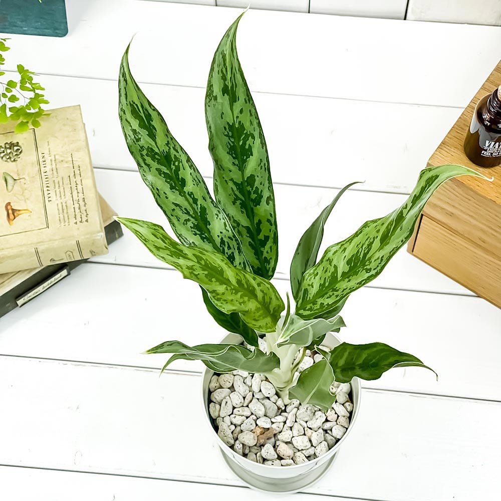 PLANCHU 観葉植物 アグラオネマ ホワイトステム 4号鉢 受け皿付き 育て方説明書付き Aglaonema commutatum ‘White Stem’ 幸せを招くタイの宝石 アロイド