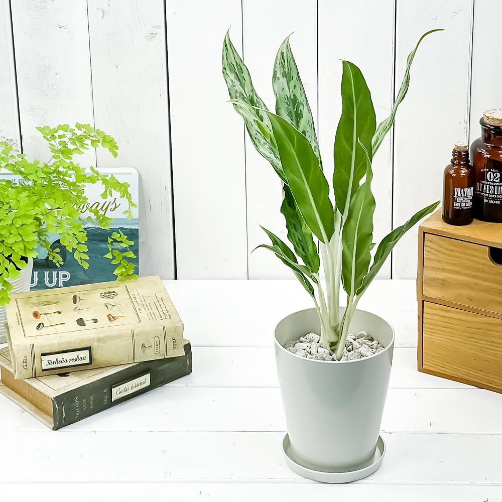PLANCHU 観葉植物 アグラオネマ ホワイトステム 4号鉢 受け皿付き 育て