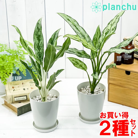 PLANCHU 観葉植物 アグラオネマ グリーンコンパクタ ＆ ホワイトステム 2種セット 4号鉢 受け皿付き 育て方説明書付き Aglaonema 幸せを招くタイの宝石