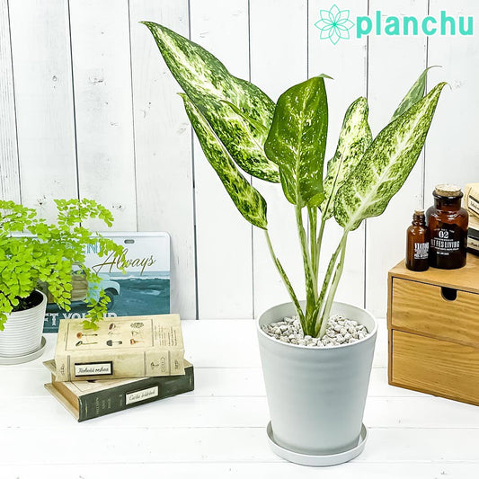 PLANCHU 観葉植物 アグラオネマ プシュード 5号鉢 受け皿付き 育て方説明書付き Aglaonema cv. 幸せを招くタイの宝石 アロイド