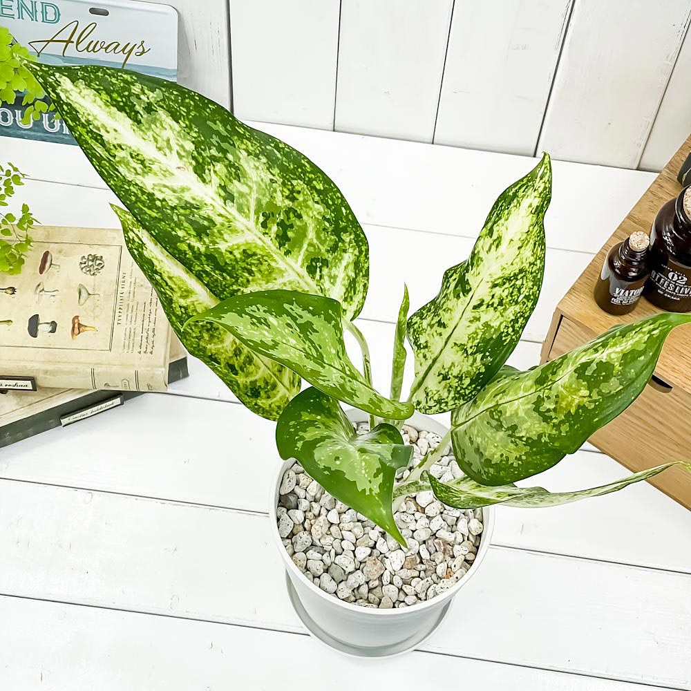 PLANCHU 観葉植物 アグラオネマ プシュード 5号鉢 受け皿付き 育て方説明書付き Aglaonema cv. 幸せを招くタイの宝石 アロイド