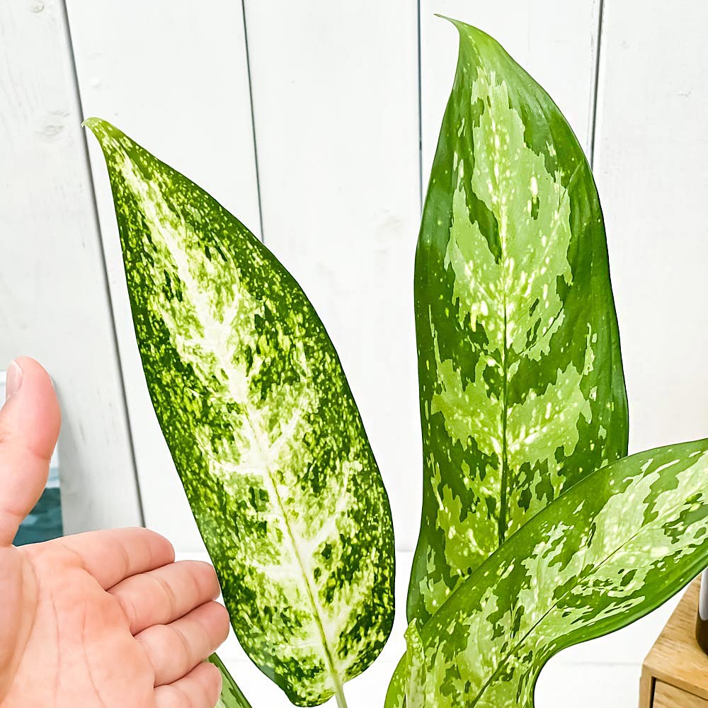 PLANCHU 観葉植物 アグラオネマ プシュード 5号鉢 受け皿付き 育て方説明書付き Aglaonema cv. 幸せを招くタイの宝石 アロイド