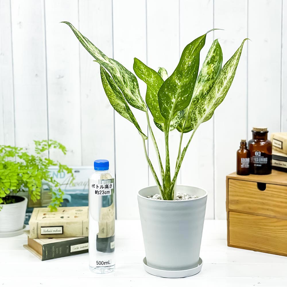 PLANCHU 観葉植物 アグラオネマ プシュード 5号鉢 受け皿付き 育て方説明書付き Aglaonema cv. 幸せを招くタイの宝石 アロイド