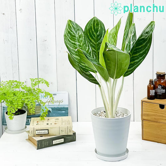 PLANCHU 観葉植物 アグラオネマ グリーンサン 5号鉢 受け皿付き 育て方説明書付き Aglaonema ‘Green Sun’ 幸せを招くタイの宝石 アロイド