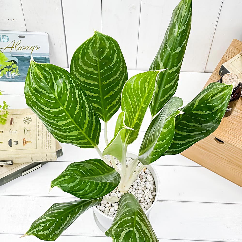 PLANCHU 観葉植物 アグラオネマ グリーンサン 5号鉢 受け皿付き 育て方説明書付き Aglaonema ‘Green Sun’ 幸せを招くタイの宝石 アロイド