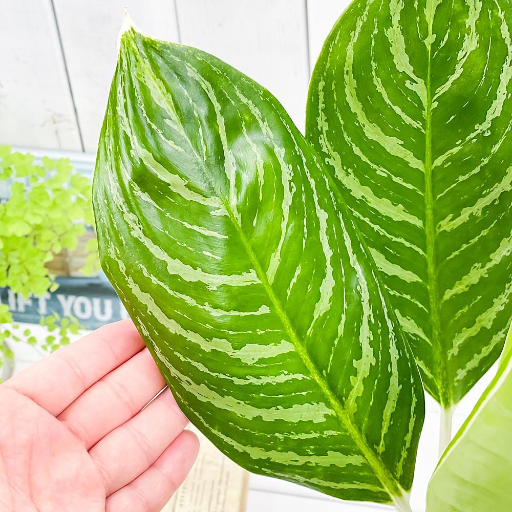 PLANCHU 観葉植物 アグラオネマ グリーンサン 5号鉢 受け皿付き 育て方説明書付き Aglaonema ‘Green Sun’ 幸せを招くタイの宝石 アロイド