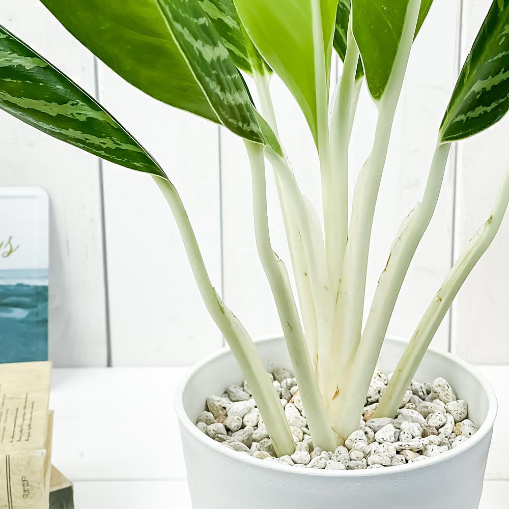 PLANCHU 観葉植物 アグラオネマ グリーンサン 5号鉢 受け皿付き 育て方説明書付き Aglaonema ‘Green Sun’ 幸せを招くタイの宝石 アロイド