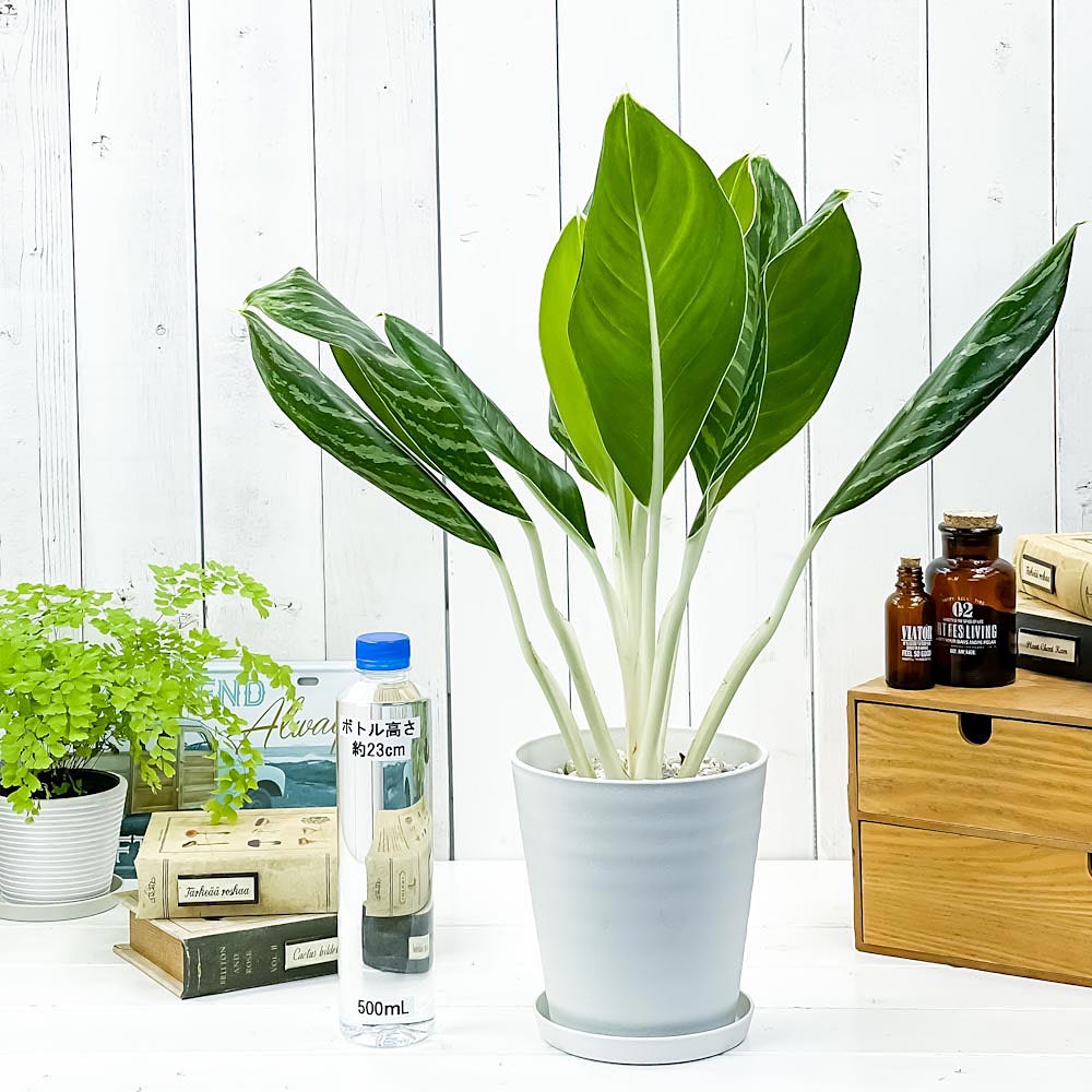 PLANCHU 観葉植物 アグラオネマ グリーンサン 5号鉢 受け皿付き 育て方説明書付き Aglaonema ‘Green Sun’ 幸せを招くタイの宝石 アロイド