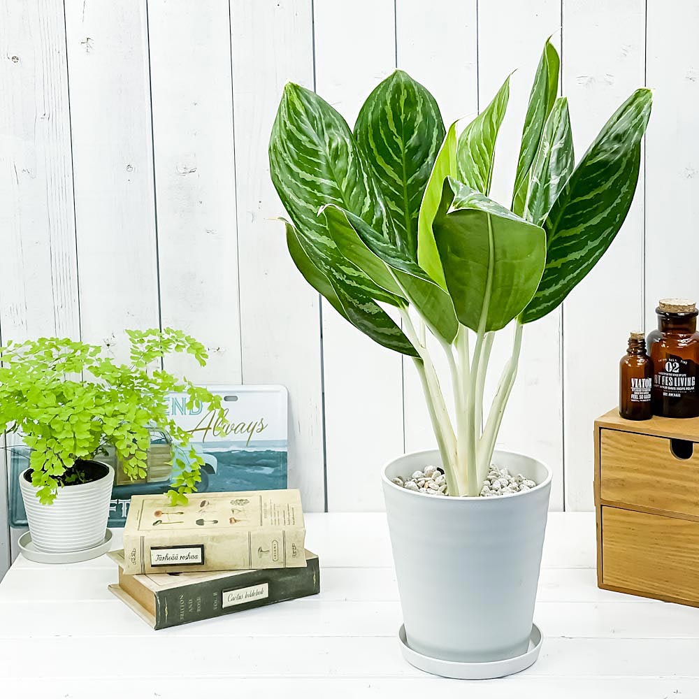 PLANCHU 観葉植物 アグラオネマ グリーンサン 5号鉢 受け皿付き 育て方説明書付き Aglaonema ‘Green Sun’ 幸せを招くタイの宝石 アロイド