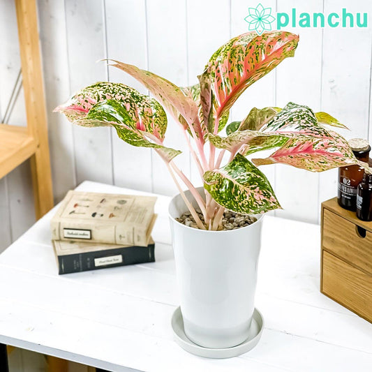 PLANCHU 観葉植物 アグラオネマ バレンタイン 6号鉢 受け皿付き 育て方説明書付き Aglaonema ‘Valentine’ 幸せを招くタイの宝石 アロイド