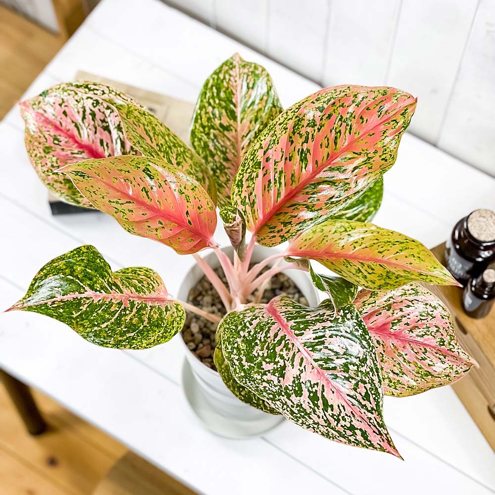 PLANCHU 観葉植物 アグラオネマ バレンタイン 6号鉢 受け皿付き 育て方説明書付き Aglaonema ‘Valentine’ 幸せを招くタイの宝石 アロイド