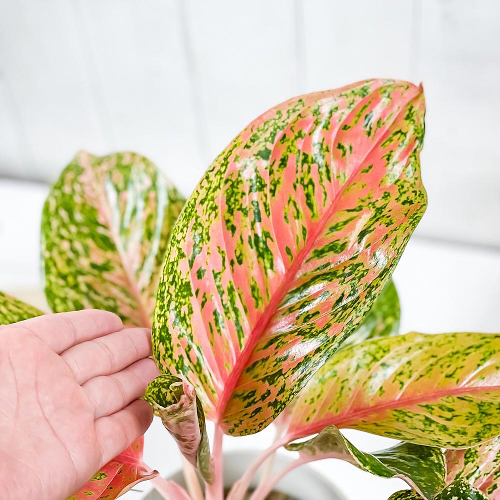 PLANCHU 観葉植物 アグラオネマ バレンタイン 6号鉢 受け皿付き 育て方説明書付き Aglaonema ‘Valentine’ 幸せを招くタイの宝石 アロイド