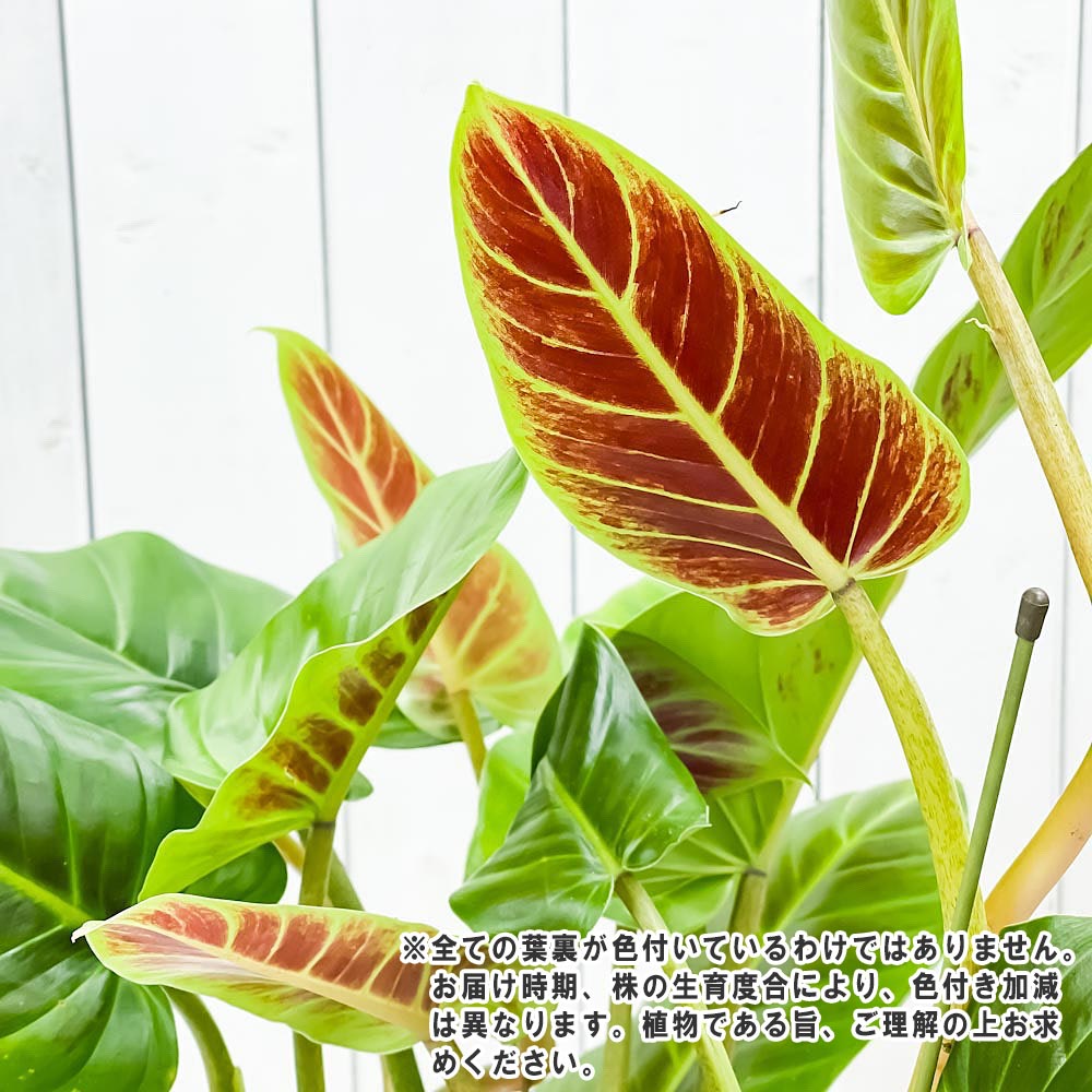 PLANCHU 観葉植物 フィロデンドロン クルエンタム 6号鉢 受け皿付き 育て方説明書付き Philodendron cruentum サブハスタータム アロイド