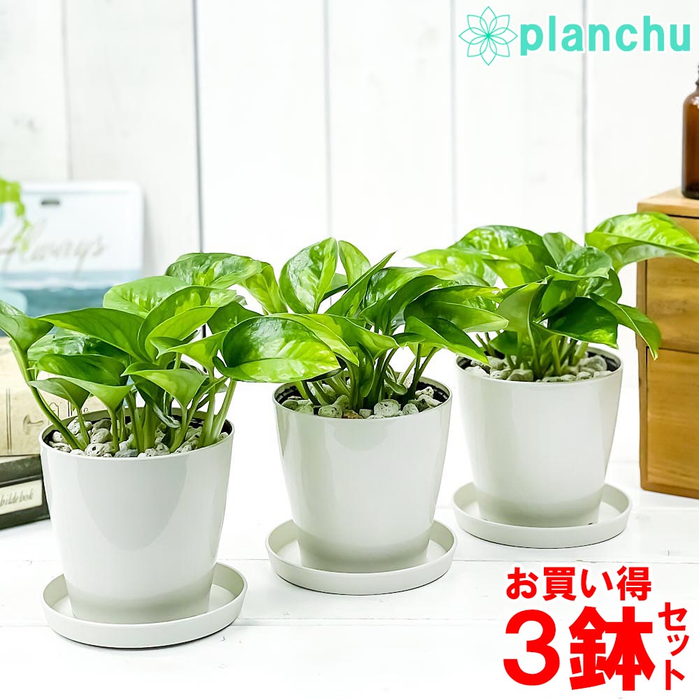 PLANCHU 観葉植物 ポトス グローバルグリーン 3.5号鉢 3鉢セット 受け皿付き 育て方説明書付き Epipremnum pinnatum ‘Global Green’ エピプレムヌム