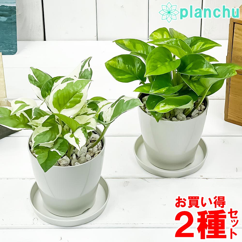 PLANCHU 観葉植物 ポトス エンジョイ ＆ グローバルグリーン 2種セット 3.5号鉢 受け皿付き 育て方説明書付き PVP エピプレムナム アロイド