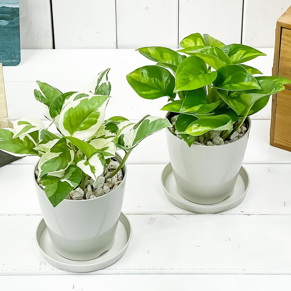 PLANCHU 観葉植物 ポトス エンジョイ ＆ グローバルグリーン 2種セット 3.5号鉢 受け皿付き 育て方説明書付き PVP エピプレムナム アロイド