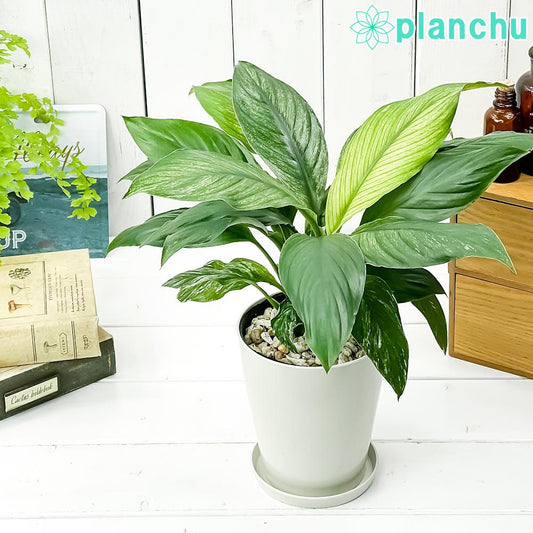 PLANCHU 観葉植物 スパティフィラム いせ姫 4号鉢 受け皿付き 育て方説明書付き Spathiphyllum cv. 斑入り イセヒメ アロイド