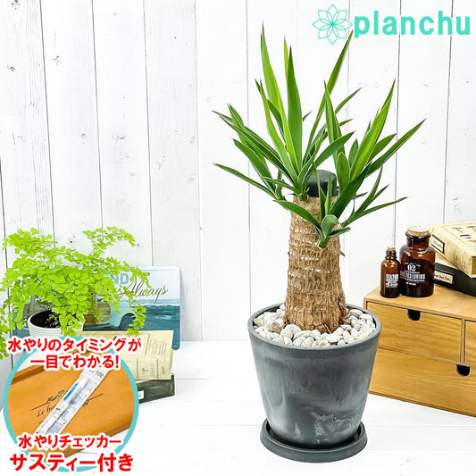 PLANCHU 観葉植物 ユッカ グアテマレンシス 7号樹脂鉢 ダークグレー 受け皿付き 育て方説明書付き Yucca guatemalensis マヤツリー