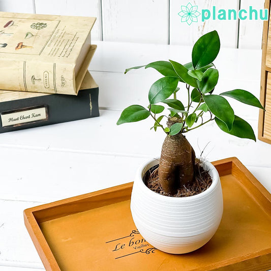 PLANCHU 観葉植物 ガジュマル 3号丸鉢 受け皿付き 育て方説明書付き Ficus microcarpa フィカス ミクロカルパ