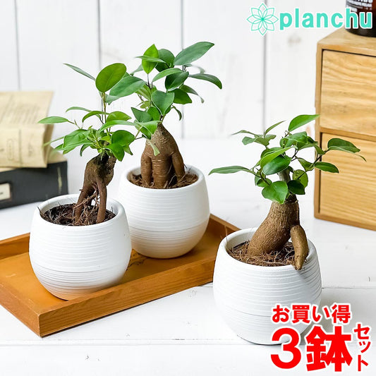 PLANCHU 観葉植物 ガジュマル 3号丸鉢 3鉢セット 受け皿付き 育て方説明書付き Ficus microcarpa フィカス ミクロカルパ